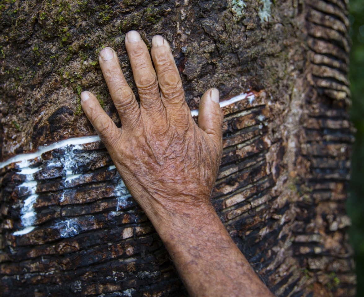 Mão de uma pessoa idosa encostada em um tronco de árvore.