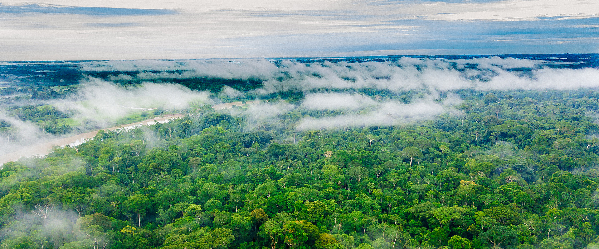 Dia da Amazônia: como a Mercur ajuda a manter a floresta em pé? 