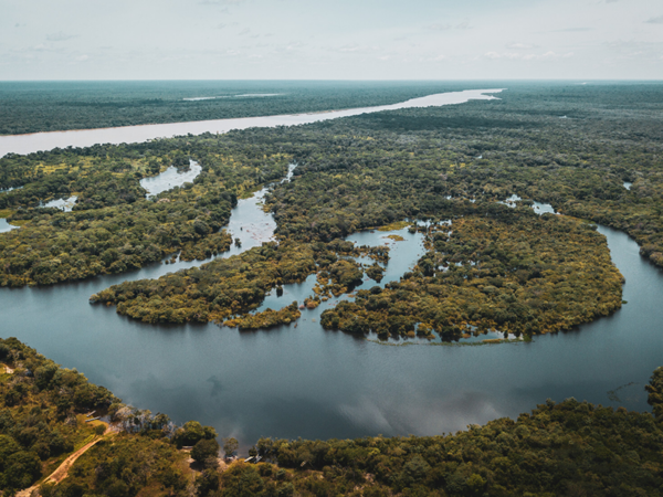 Como posso ajudar a preservar a Amazônia?